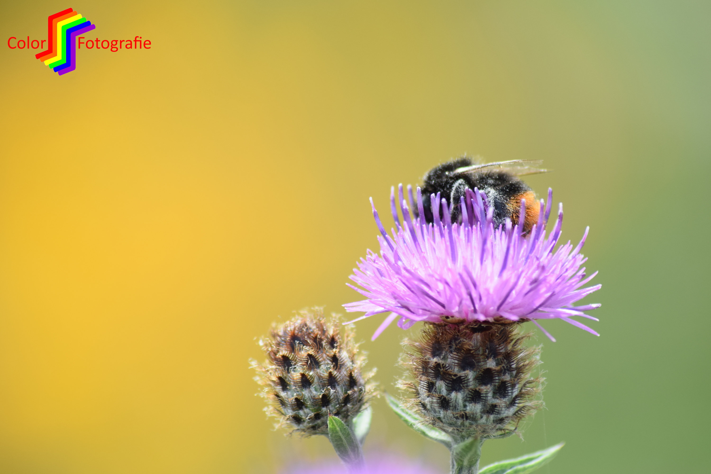 hommel op distel